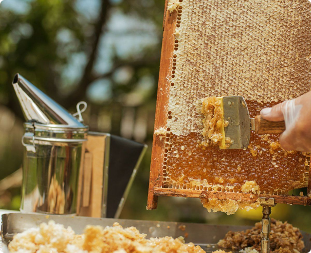 Committed to providing pure honey and bee products while promoting sustainability and ethical sourcing.